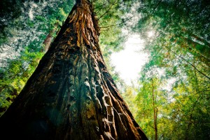 Redwood Extreme