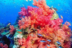beautiful reef picture