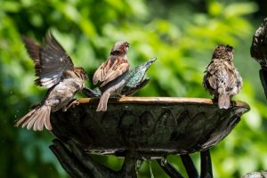beautiful sparrows