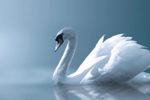 beautiful swan bird