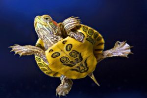 beautiful turtle pictures