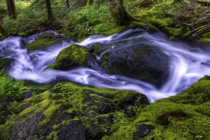 beautiful wallpaper forest stream