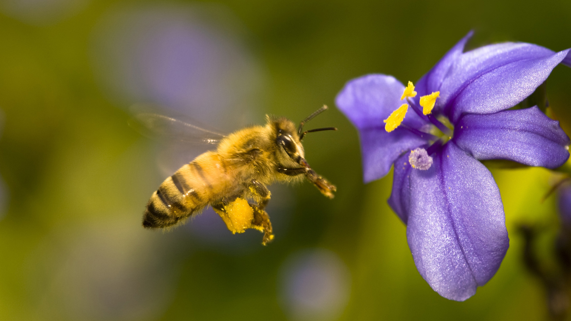 Download bee images free - HD Desktop Wallpapers | 4k HD
