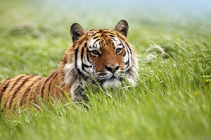 bengal tiger pictures