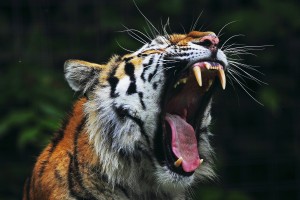 bengal tiger pictures wallpapers