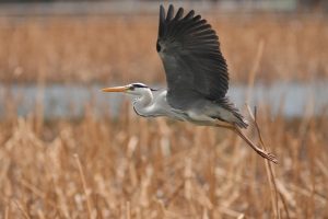 bird heron flight