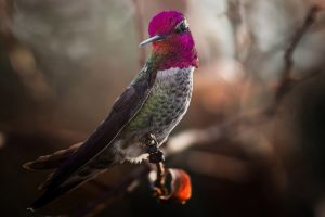 bird hummingbird