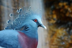 bird victoria crowned pigeon