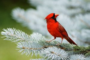 bird wallpaper red