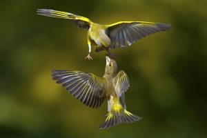 birds flight