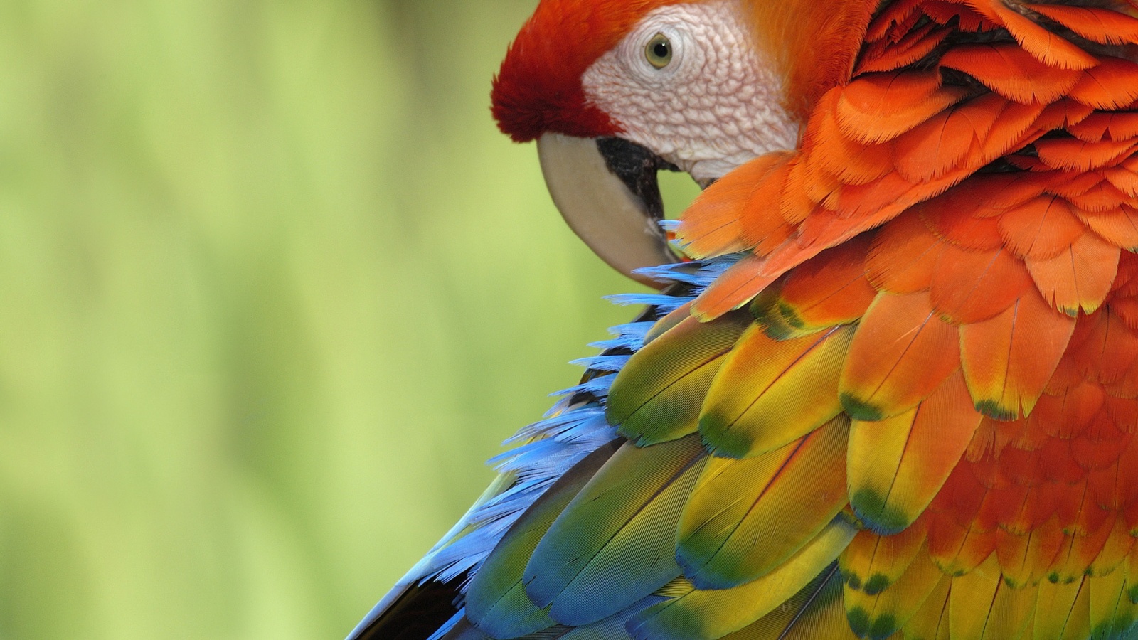 birds parrot wallpaper - HD Desktop Wallpapers | 4k HD