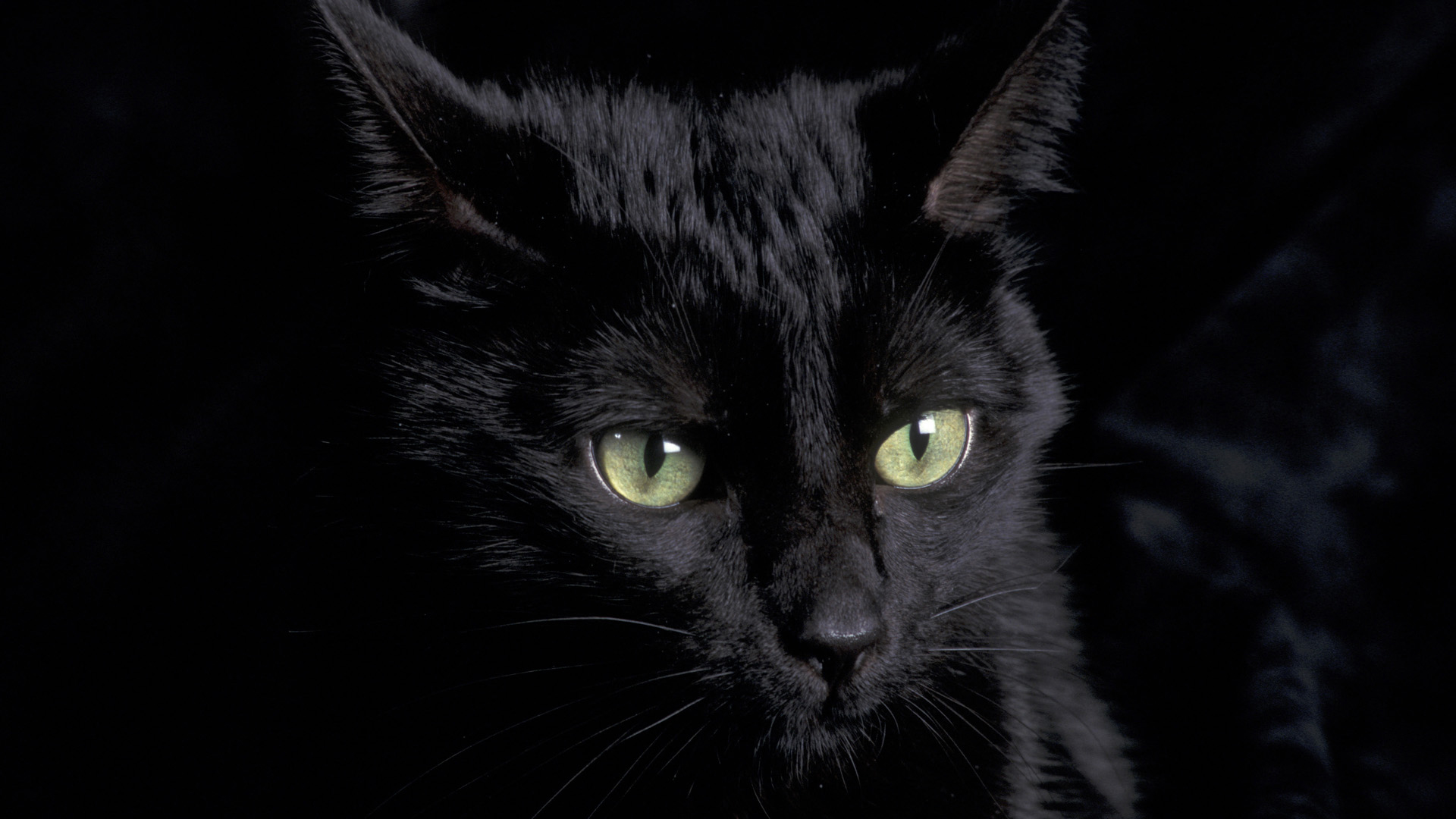 black cat free