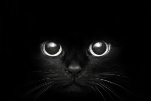 black cat sweet