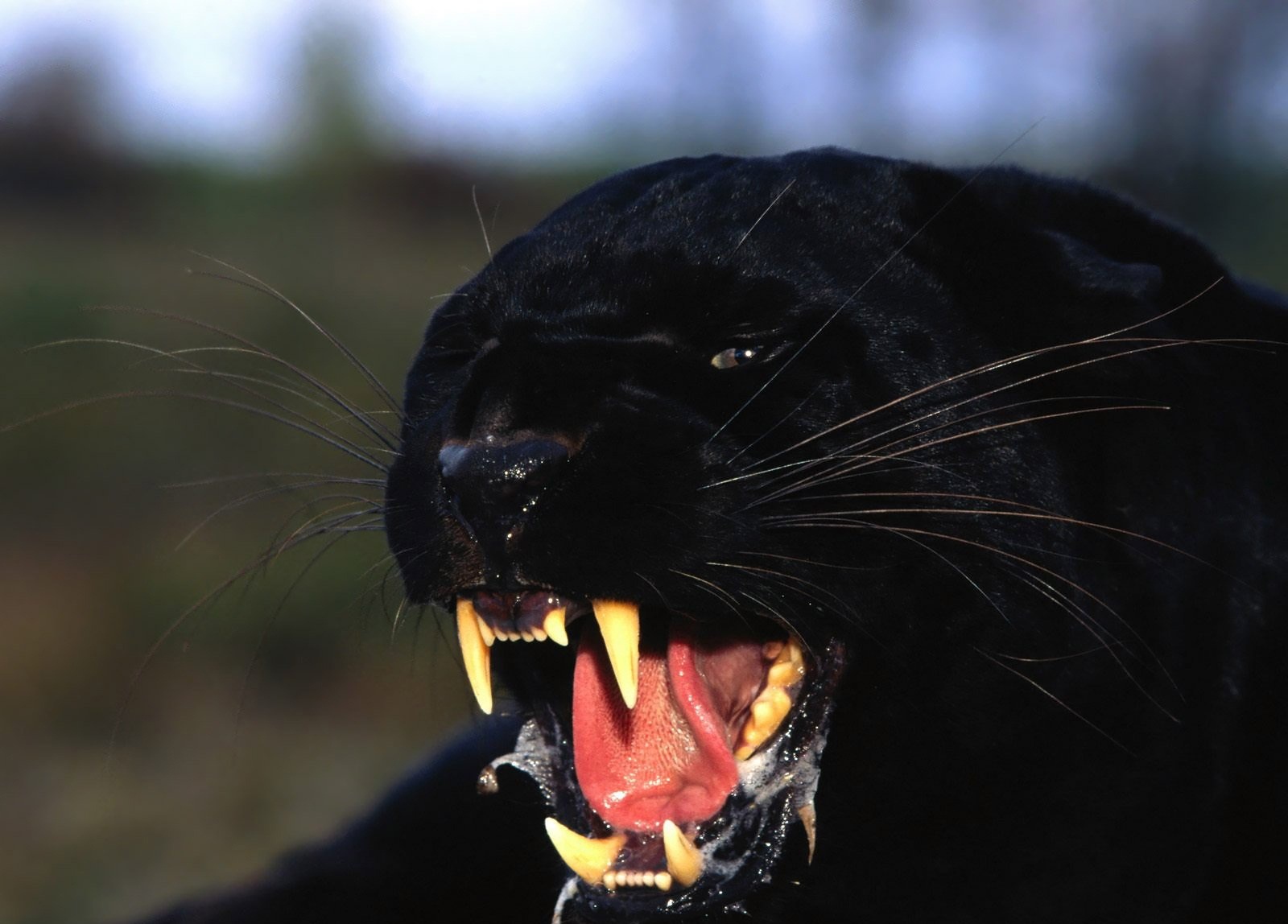 black cat wildlife