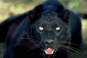 black panther angry