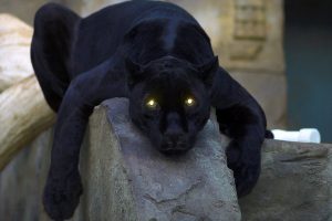 black panther chilling