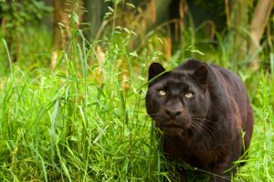 black panther nature