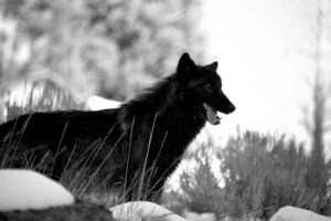 black wolf wallpapers