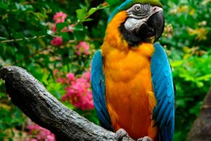 blue and gold macaw wallpaper