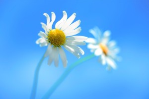 blue wallpaper daisy