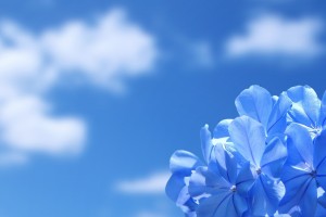 blue wallpaper flower hd