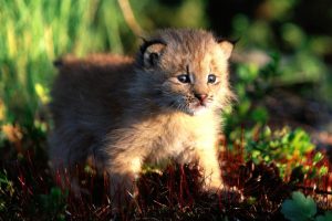 bobcat baby cub