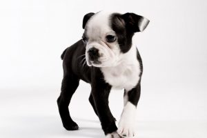 boston terrier images free