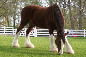 breyer clydesdale horse