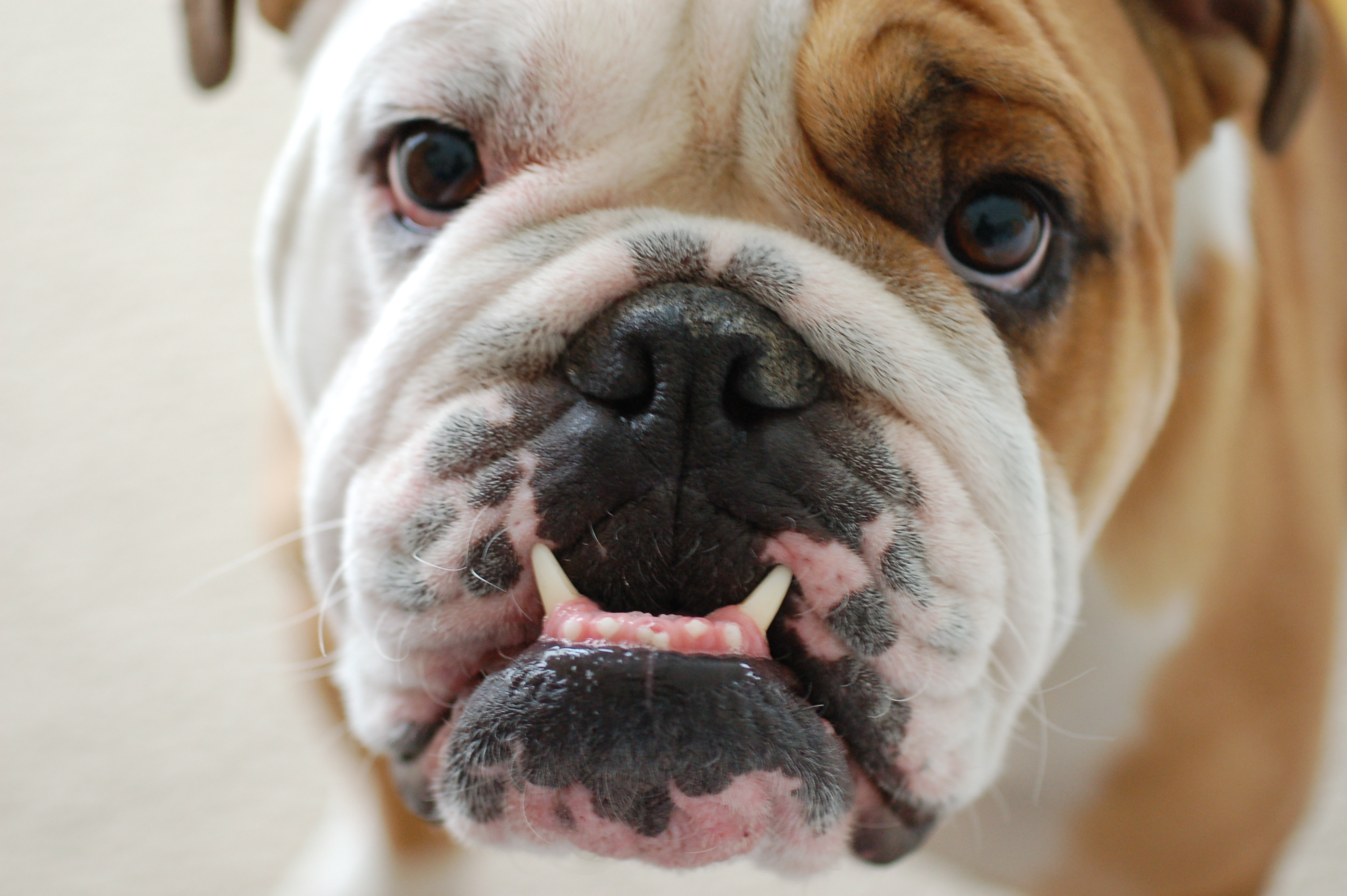 bulldog pictures A7