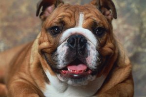 bulldog pictures A8