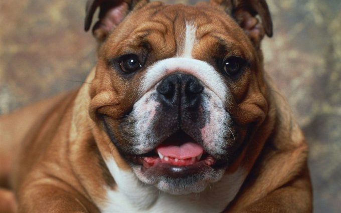 bulldog pictures A8