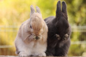 bunnies pictures