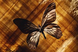 butterfly desktop backgrounds