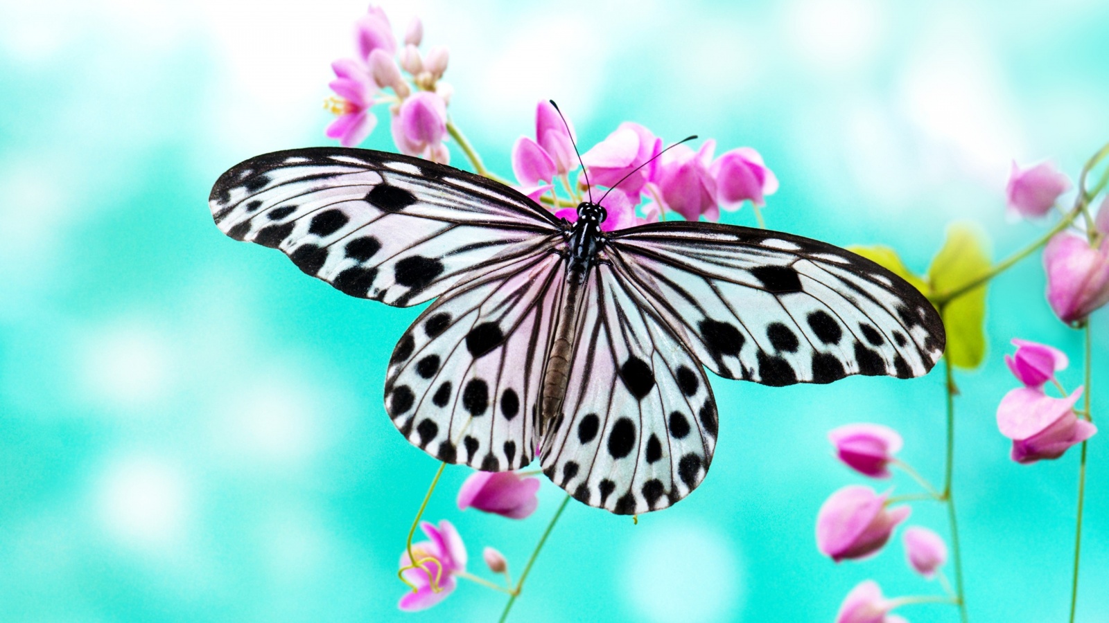 butterfly hd wallpapers download