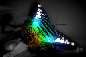 butterfly images download free