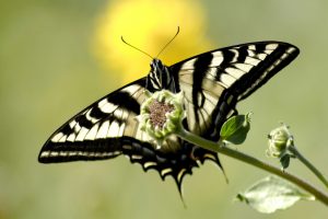 butterfly pictures cool