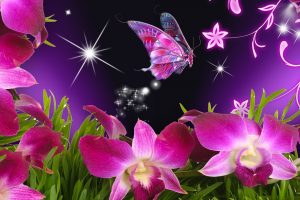 butterfly wallpaper free download mobile