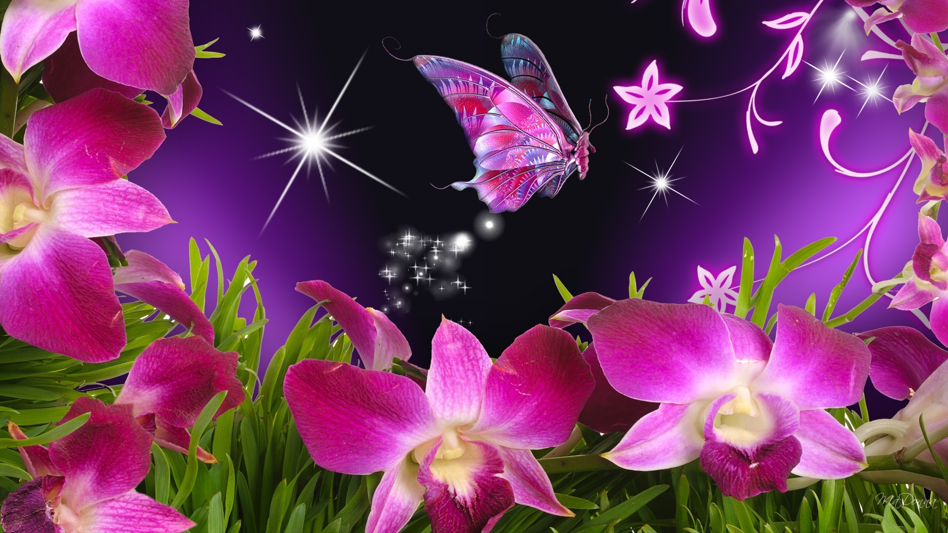 butterfly wallpaper free download mobile