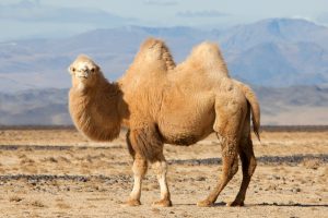 camel pictures