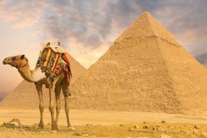 camel wallpapers hd