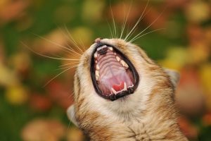cat cute yawn