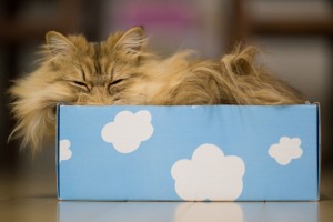 cat dreaming