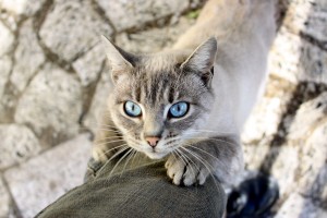cat eyes light blue