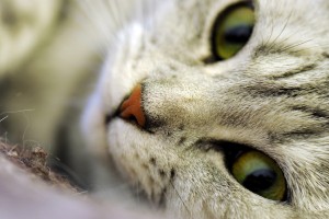 cat eyes macro