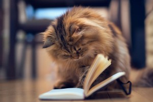 cat reading book