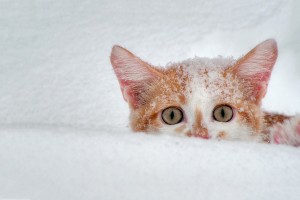 cat snow