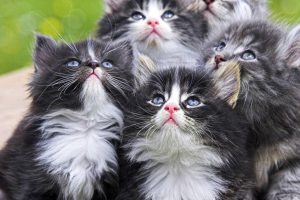 cats and kittens wallpapers