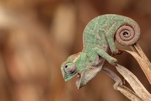 chameleon image