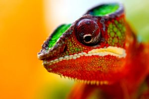 chameleon images