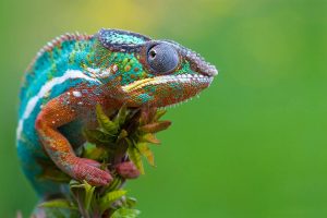 chameleon picture hd